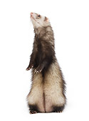 MAM 15 JE0004 01
Ferret Standing On White Seamless