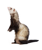 MAM 15 JE0005 01
Ferret Standing On White Seamless Profile
