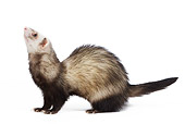 MAM 15 JE0006 01
Ferret Standing On White Seamless Profile
