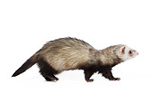 MAM 15 JE0007 01
Ferret Walking On White Seamless Profile
