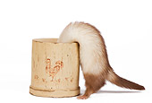 MAM 15 JE0008 01
Ferret Climbing Inside Pot On White Seamless