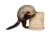 MAM 15 JE0009 01
Ferret Climbing Inside Pot On White Seamless