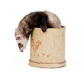 MAM 15 JE0010 01
Ferret Climbing Out Of Pot On White Seamless