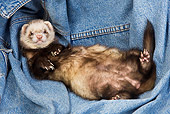 MAM 15 JE0011 01
Ferret Laying On Back On Denim Jacket