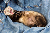 MAM 15 JE0012 01
Ferret Laying On Back On Denim Jacket Yawning