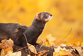 MAM 15 PE0001 01
Close-Up Of Ferret On Log Surrounded By Autumn Leaves