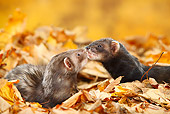 MAM 15 PE0002 01
Close-Up Of Two Ferrets Kissing In Autumn Leaves