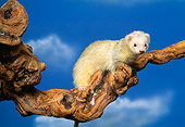 MAM 15 RK0001 02
White Ferret On Branch Blue Sky Background