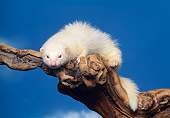 MAM 15 RK0001 15
White Ferret On Branch Blue Sky Background