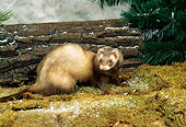 MAM 15 FA0001 01
Ferret Standing On Moss By Log And Evergreen Tree Studio