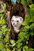 MAM 15 KH0001 01
Ferret Peeking Out Of Hollow Tree