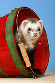 MAM 15 KH0002 01
Ferret Peeking Out Of Red Bucket