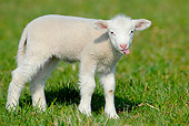 MAM 16 AC0007 01
Merino Lamb Standing On Grass With Tongue Out