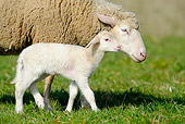 MAM 16 AC0008 01
Merino Sheep With Lamb Walking On Grass