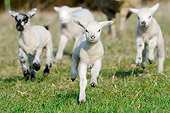 MAM 16 AC0010 01
Group Of Merino Lambs Running On Grass