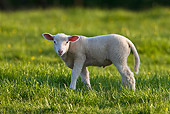 MAM 16 KH0001 01
Lamb Walking In Spring Meadow Profile