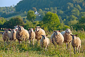 MAM 16 KH0003 01
Domestic Sheep Walking Through Meadow Avranchin, Normandy