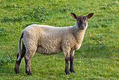MAM 16 KH0004 01
Roussin Sheep Standing In Pasture Manche, France