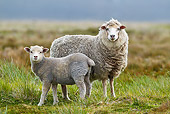 MAM 16 KH0005 01
Merino-Polwarth Crossed Sheep And Lamb Standing In Meadow Falklands