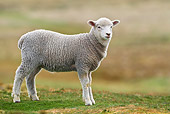 MAM 16 KH0006 01
Merino-Polwarth Crossed Lamb Standing In Meadow Falklands