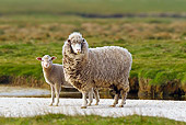 MAM 16 KH0007 01
Merino-Polwarth Crossed Sheep And Lamb Standing In Pasture Falklands