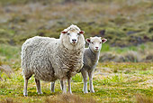 MAM 16 KH0008 01
Merino-Polwarth Crossed Sheep And Lamb Standing In Pasture Falklands