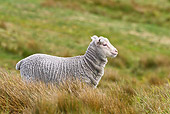 MAM 16 KH0009 01
Merino-Polwarth Crossed Lamb Standing In Pasture Falklands