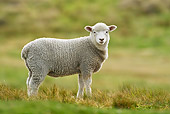 MAM 16 KH0010 01
Merino-Polwarth Crossed Lamb Standing In Pasture Falklands