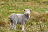 MAM 16 KH0011 01
Merino-Polwarth Crossed Lamb Standing In Pasture Falklands