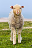 MAM 16 KH0013 01
Merino-Polwarth Crossed Lamb Standing In Pasture Falklands