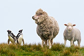 MAM 16 KH0014 01
Merino-Polwarth Crossed Sheep And Lamb Standing By Two Magellanic Penguins Falklands