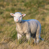 MAM 16 KH0015 01
Merino-Polwarth Crossed Lamb Standing On Moor Falkland Islands