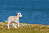 MAM 16 KH0016 01
Merino-Polwarth Crossed Lamb Running On Moor By Sea Falkland Islands
