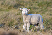 MAM 16 KH0017 01
Merino-Polwarth Crossed Lamb Standing On Moor Falkland Islands