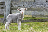 MAM 16 KH0018 01
Merino-Palwarth Crossed Lamb Standing In Pen Falkland Islands