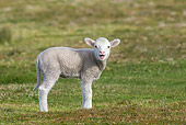 MAM 16 KH0019 01
Merino-Polwarth Crossed Lamb Bleating In Pasture Falkland Islands