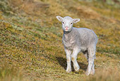 MAM 16 KH0020 01
Merino-Polwarth Crossed Lamb Standing On Moor Falkland Islands
