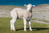 MAM 16 KH0021 01
Merino-Polwarth Crossed Lamb Standing On Dune By Sea Falkland Islands