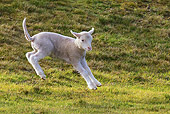 MAM 16 KH0022 01
Merino-Polwarth Crossed Lamb Leaping On Grass Falkland Islands