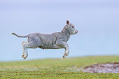 MAM 16 KH0023 01
Merino-Polwarth Crossed Lamb Leaping On Grass Falkland Islands