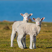 MAM 16 KH0024 01
Two Merino-Polwarth Crossed Lambs Standing On Moor By Sea Falkland Islands