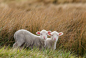 MAM 16 KH0025 01
Two Merino-Polwarth Crossed Lambs Standing In Tall Grass Falkland Islands