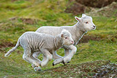 MAM 16 KH0026 01
Two Merino-Polwarth Crossed Lambs Running In Pasture Falkland Islands