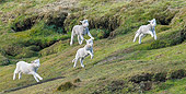 MAM 16 KH0027 01
Four Merino-Polwarth Crossed Lambs Running In Pasture Falkland Islands