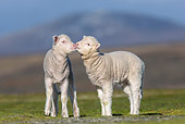 MAM 16 KH0028 01
Two Merino-Polwarth Crossed Lambs Playing In Pasture Falkland Islands