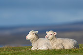 MAM 16 KH0029 01
Two Merino-Polwarth Crossed Lambs Resting In Pasture Falkland Islands