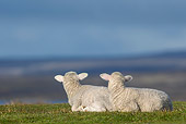 MAM 16 KH0030 01
Two Merino-Polwarth Crossed Lambs Resting In Pasture Falkland Islands