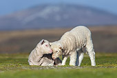 MAM 16 KH0031 01
Two Merino-Polwarth Crossed Lambs Nuzzling In Pasture Falkland Islands
