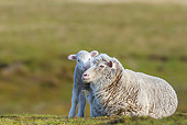 MAM 16 KH0032 01
Merino-Polwarth Crossed Sheep And Lamb Nuzzling In Pasture Falkland Islands