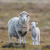 MAM 16 KH0033 01
Merino-Polwarth Crossed Sheep And Lamb Standing On Moor Falkland Islands